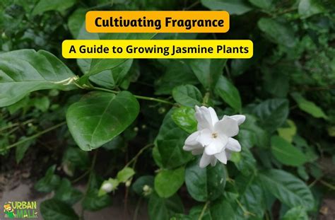  A Step-by-Step Guide to Cultivating Fragrant Jasmine Flowers in Your Outdoor Space 