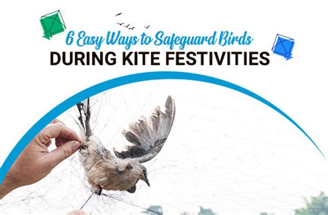  Conservation Efforts: Shedding Light on initiatives to Safeguard Kite Birds and their Habitat 