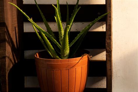  Debunking Common Misconceptions about the Health Benefits of Aloe Vera 