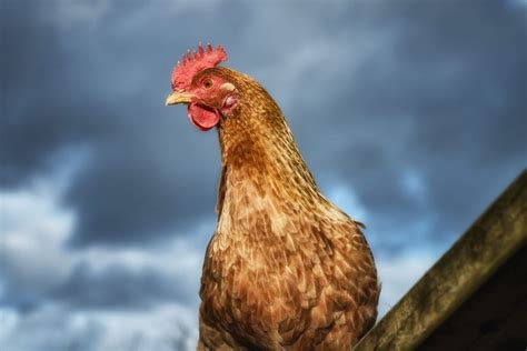  Delving into the Symbolism of the Obsidian Poultry 