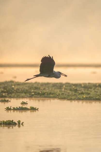  Discovering the Significance of Dreaming about the Demise of a Majestic Bird 