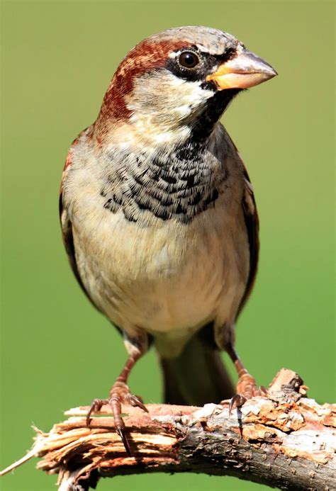  Discovering the Symbolic Meaning of Dreaming of a Baby Sparrow in Relation to Your Connections 