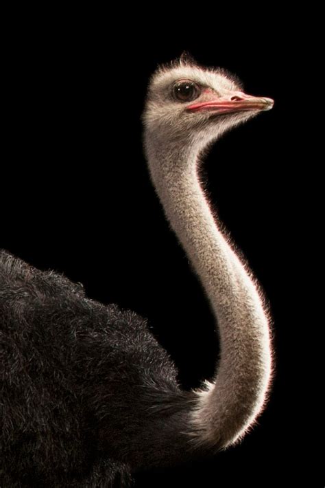  Exploring the Cultural and Historical Significance of Ostriches 