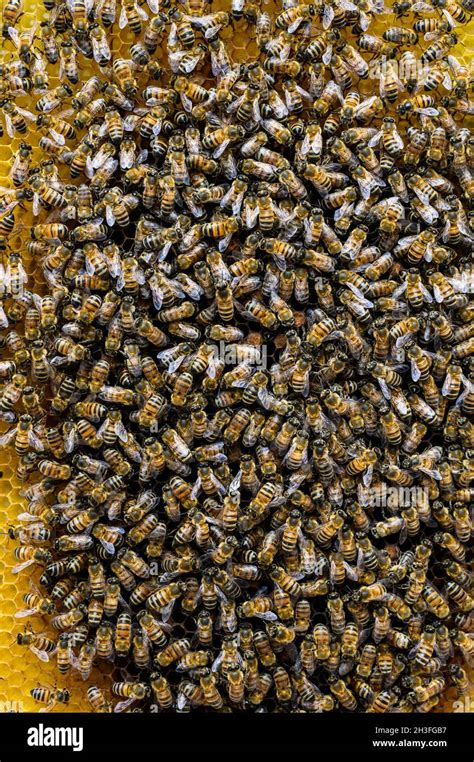  Exploring the Enigmatic Behaviors of Bees in Their Natural Habitat 