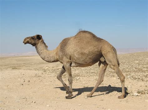  Exploring the Interpretation of Dreaming about a Shadowy Dromedary 