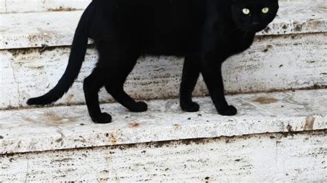  Exploring the Symbolism of Ebony Felines in Folklore and Superstitions 