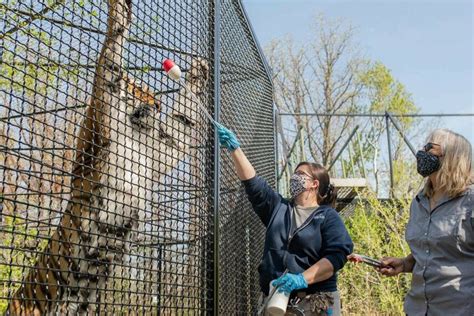  Insider Secrets: Discover the Untold Stories of Behind-the-Scenes Zoo Experiences 