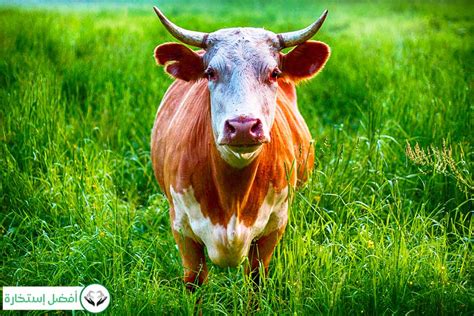  Practical Tips for Interpreting and Utilizing Cow Dreams in Hindi Culture 