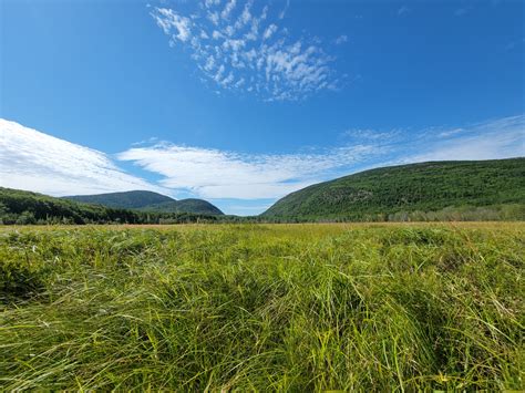  Revealing the Cryptic Significance of a Blazing Meadow Vision 