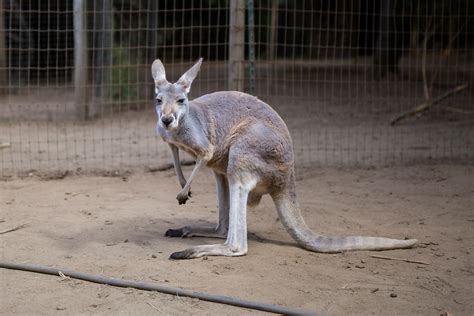  Safety Tips for Interacting with a Kind Kangaroo 