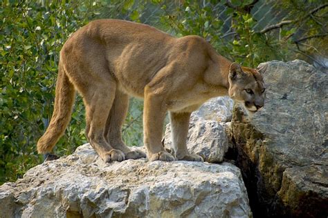  The Connection Between Dreaming of a Cougar and Personal Power and Leadership 