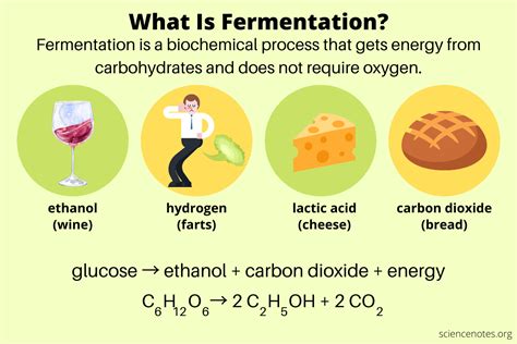  Understanding the Fermentation Process