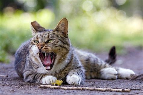  Unleashing the Secrets of Cats' Sensory Abilities in the Art of Hunting 