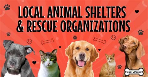  Working in Collaboration with Local Animal Shelters and Rescue Organizations 