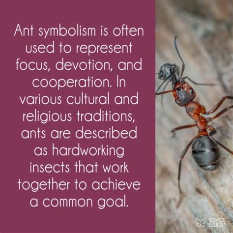 2. Analyzing Ant Symbolism