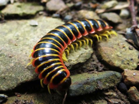 A Bug's Perspective: The Importance of Millipedes in Dreamscapes