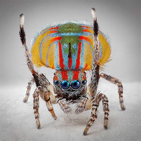 A Captivating Peek: Exploring the Realm of Vibrant Spiders