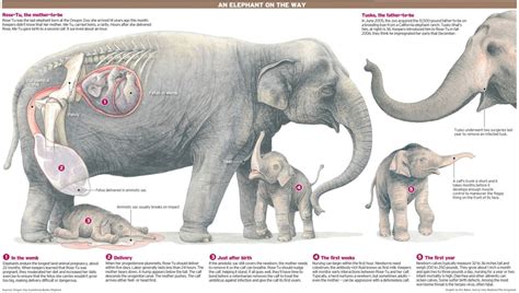 A Challenging Path: The Elephant's Labor and Delivery