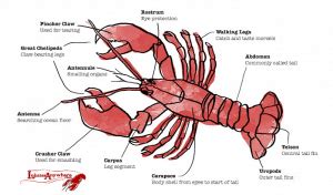 A Closer Look: Understanding the Anatomy and Physiology of Lobsters