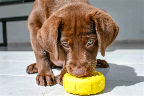 A Comprehensive Guide to Grooming and Maintenance for Labrador Retrievers