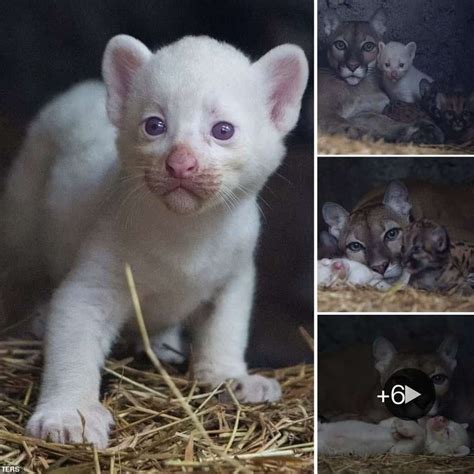 A Conservation Concern: The Plight of Rare Albino Feline Cubs