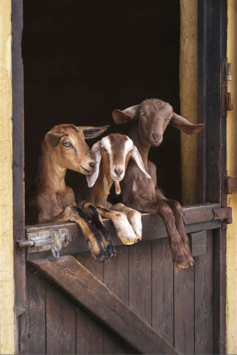 A Cultural Perspective: Goat-Chase Dreams in Folklore and Mythology