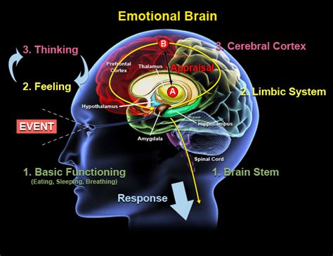 A Deeper Dive into the Role of Dreams in Processing Emotions and Memories