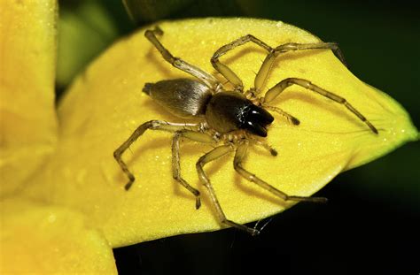 A Foreboding Message: Decoding the Dark Significance of Envisioning a Ebony and Golden Arachnid