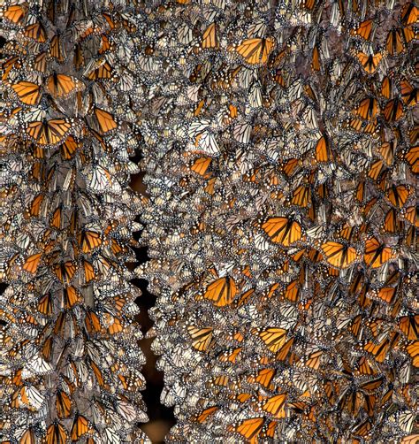 A Fresh Perspective: Exploring the World from the Canopy of Nature's Monarchs