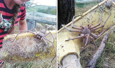 A Frightening Encounter in the Depths of Sleep: Confronting a Gigantic Arachnid