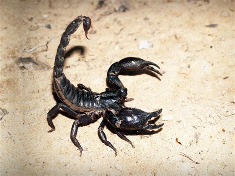 A Glimpse into Emperor Scorpion's Biological Mysteries