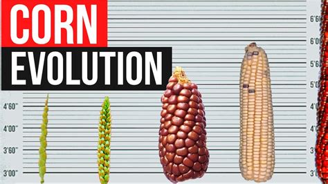 A Glimpse into the Evolution of Corn Farming