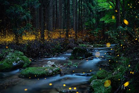 A Guide to Discovering Fireflies: When and Where to Observe