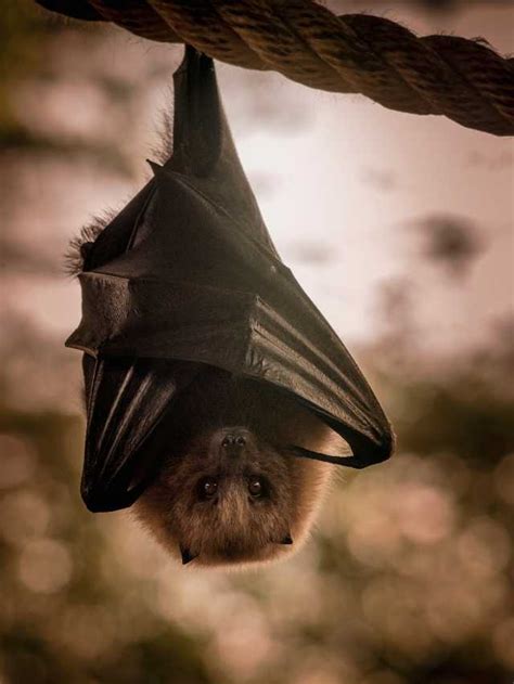 A Guide to Understanding Bats in Dreams