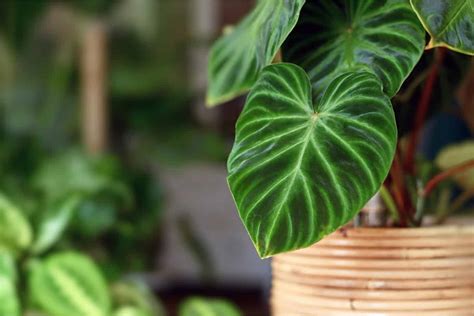 A Guide to the Most Splendid Enlarged Leaves in the Plant Realm