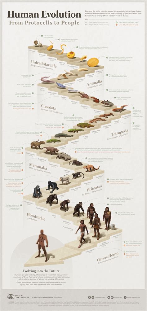 A Historical Reflection on the Evolution of Human Structures