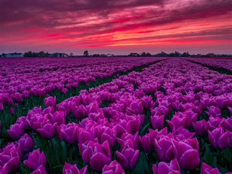 A Journey Through Nature's Colorful Tapestry: The Tulip Field