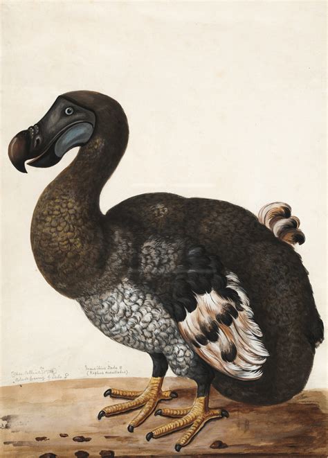 A Journey through Time: The Dodo's Story, from Discovery to Extinction