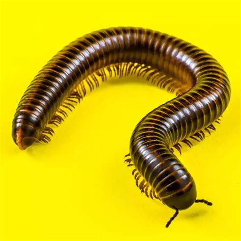 A Multi-legged Guide: Exploring the Symbolic Significance of the Millipede in Various Cultures