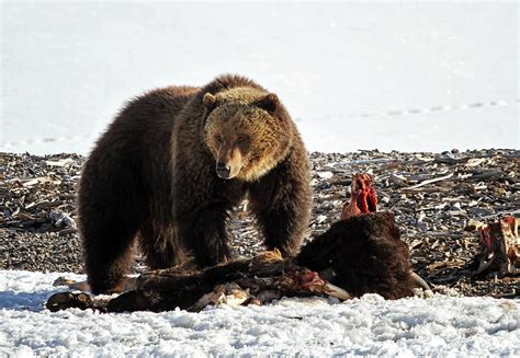 A Mystical Encounter: Exploring the Symbolism of a Majestic Grizzly Bear