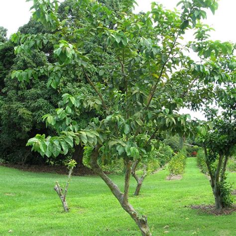 A Path to Uncover Your True Potential: Exploring the Joys of Scaling a Delightful Guava Tree