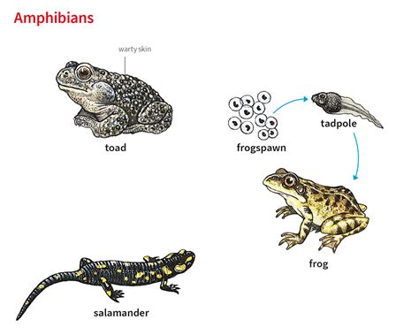 A Psychological Exploration: Deciphering the Meaning of the Enormous Amphibian