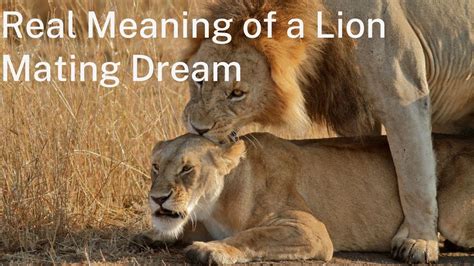 A Reflection of Power and Dominance: The Significance of Dreams Depicting Lion Mating