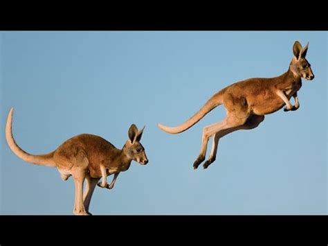 A Remarkable Evolutionary Journey: Tracing the Origins of Kangaroos