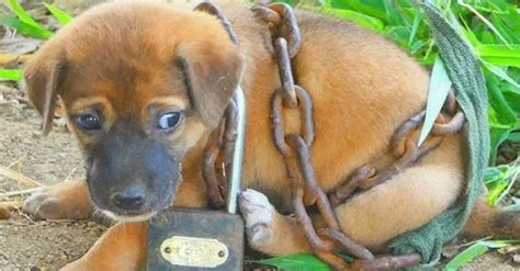 A Second Chance: Transforming the Lives of Forsaken Pups