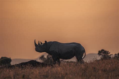 A Sneak Peek into the Future of Conservation Efforts for Young Rhinoceros