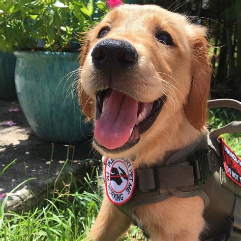 A Sneak Peek into the Training of Service Dogs