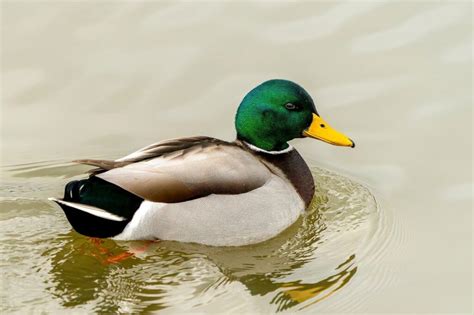 A Spiritual Guide: The Symbolic Significance of the Gilded Mallard in Buddhism