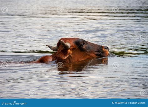 A Surprising Dream Symbol: A Swimming Bovine