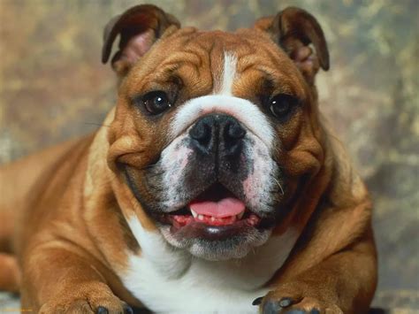 A Surprisingly Common Dream: Understanding the Brown Bulldog